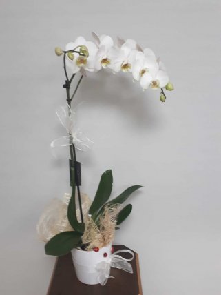 Tek Dal Beyaz Orkide - İzmir Çiçekçi