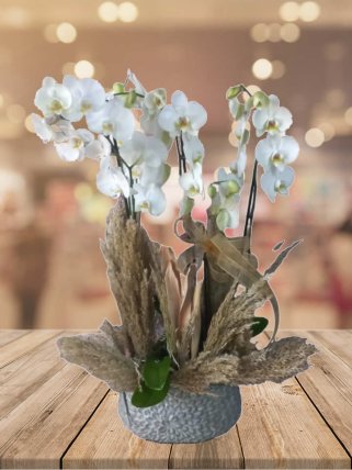 Dört Dal Beyaz Orkide, İzmir Çiçekçi